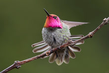 Load image into Gallery viewer, On Display
