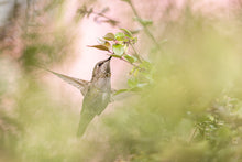 Load image into Gallery viewer, Hovering Hummer
