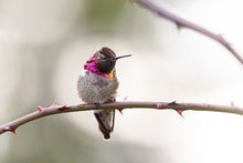 Load image into Gallery viewer, Hummer
