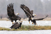 Load image into Gallery viewer, An Aerie of Eagles
