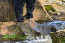 Load image into Gallery viewer, Pause by the Stream
