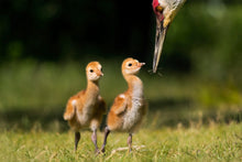 Load image into Gallery viewer, Beginnings
