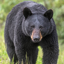 Load image into Gallery viewer, Beautiful Bear
