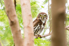 Load image into Gallery viewer, Bright Eyes
