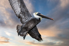 Load image into Gallery viewer, Pelican Flight
