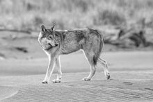 Load image into Gallery viewer, Coastal Wolf
