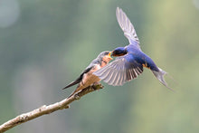 Load image into Gallery viewer, Feeding Time
