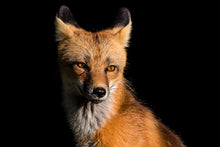 Load image into Gallery viewer, Fox in the Spotlight
