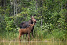 Load image into Gallery viewer, Mother Moose
