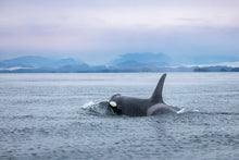 Load image into Gallery viewer, Sea Wolf
