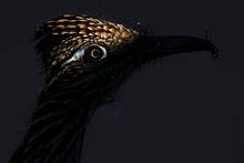 Load image into Gallery viewer, A Moment with a Roadrunner
