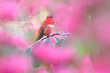 Load image into Gallery viewer, Rufous and Pink
