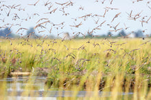 Load image into Gallery viewer, Safety in Numbers
