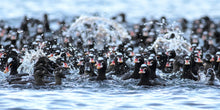 Load image into Gallery viewer, Scoter Stampede
