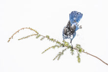 Load image into Gallery viewer, Steller Scene
