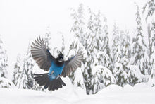 Load image into Gallery viewer, Winter Wonderland
