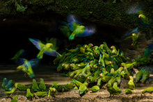 Load image into Gallery viewer, The Gathering
