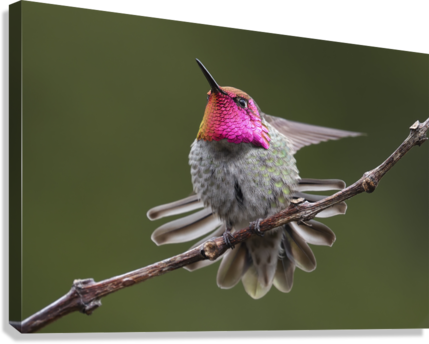 Giclée Stretched Canvas Print