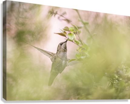 Giclée Stretched Canvas Print