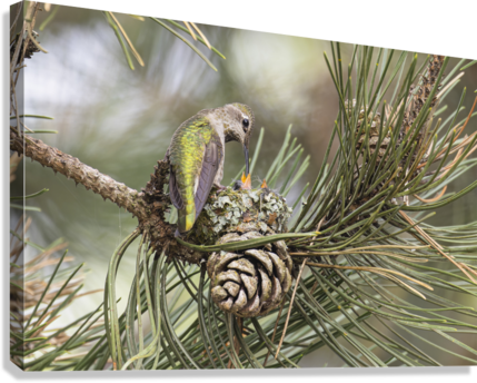 Giclée Stretched Canvas Print