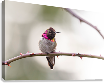 Giclée Stretched Canvas Print