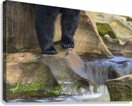 Giclée Stretched Canvas Print
