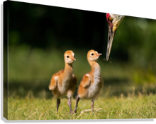 Load image into Gallery viewer, Giclée Stretched Canvas Print
