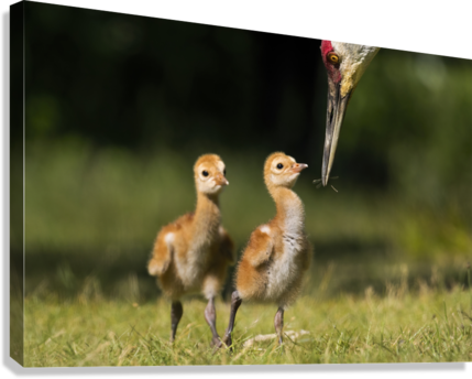 Giclée Stretched Canvas Print