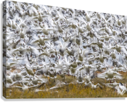 Giclée Stretched Canvas Print