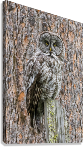 Giclée Stretched Canvas Print