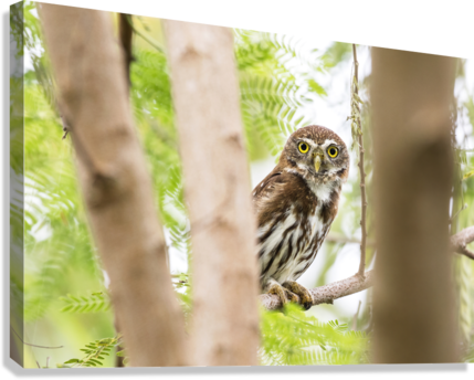 Giclée Stretched Canvas Print