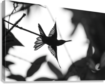 Giclée Stretched Canvas Print