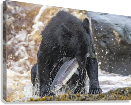 Giclée Stretched Canvas Print