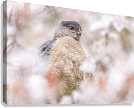 Giclée Stretched Canvas Print