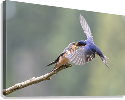 Giclée Stretched Canvas Print