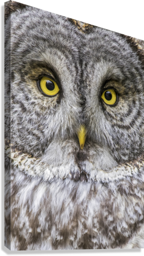 Giclée Stretched Canvas Print