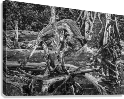 Giclée Stretched Canvas Print