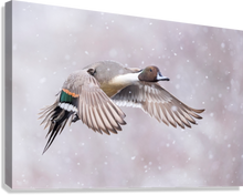 Load image into Gallery viewer, Giclée Stretched Canvas Print
