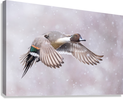 Giclée Stretched Canvas Print