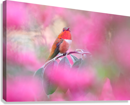 Giclée Stretched Canvas Print