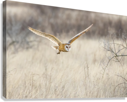 Giclée Stretched Canvas Print