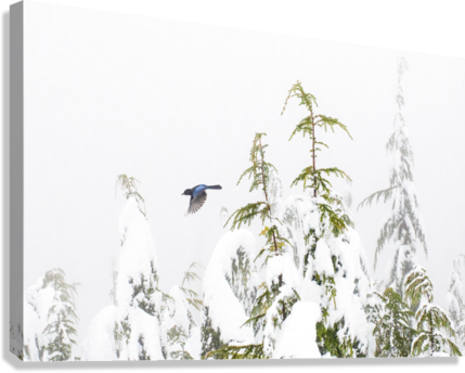 Giclée Stretched Canvas Print