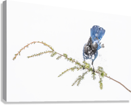 Giclée Stretched Canvas Print