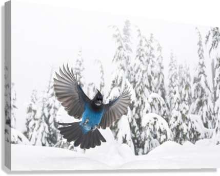 Giclée Stretched Canvas Print