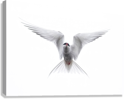 Giclée Stretched Canvas Print