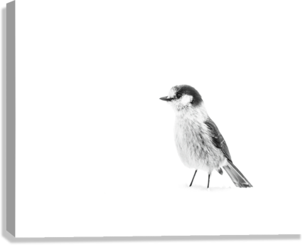 Giclée Stretched Canvas Print