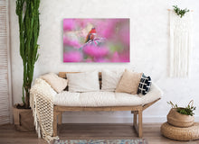 Load image into Gallery viewer, Rufous and Pink
